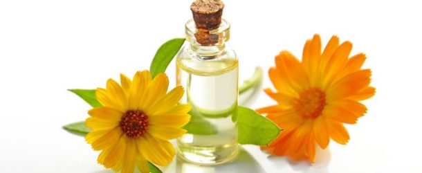 chamomile